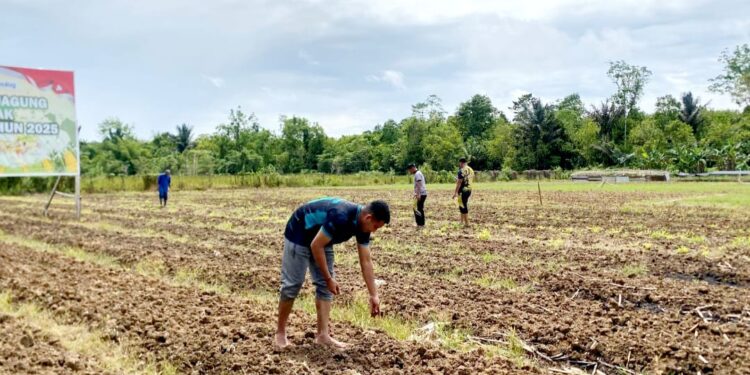 Dukung Ketahanan Pangan, Polda Papua Barat Daya Tanam Jagung Pipil