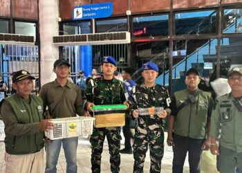 TNI AL dan BBKSDA Papua Barat Daya Gagalkan Upaya Penyelundupan Satwa Dilindungi