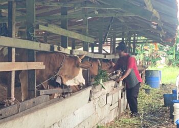 Penjualan Merosot Drastis, Peternak Sapi Desak Pembatasan Pasokan Impor Antar-Daerah
