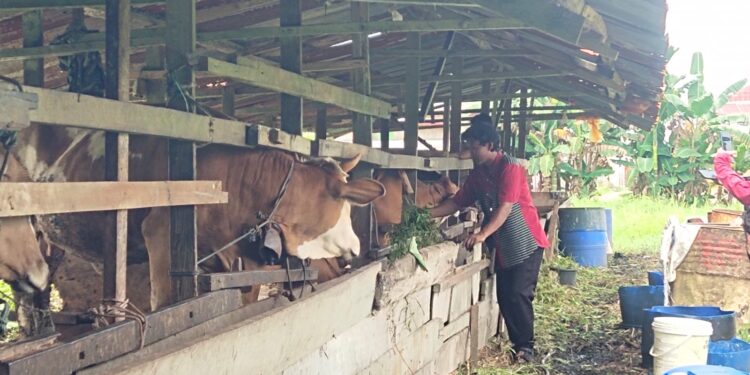 Penjualan Merosot Drastis, Peternak Sapi Desak Pembatasan Pasokan Impor Antar-Daerah