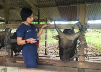 Jelang Idul Adha 2026 Stok di Papua Barat Daya Aman, 15 Ribu Sapi Telah Diperiksa Dokter Hewan