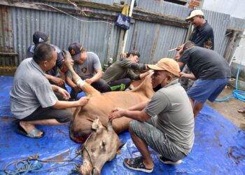 Masjid Al Mu’izz KPR Cenderawasih Aimas Sembelih 5 Ekor Sapi Kurban