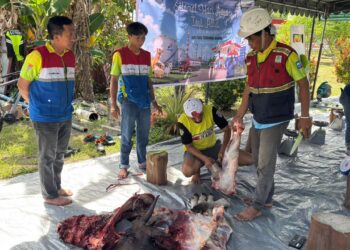 Idul Adha 2026, Pertamina Patra Niaga Papua Maluku Salurkan Hewan Kurban