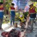 Idul Adha 2026, Pertamina Patra Niaga Papua Maluku Salurkan Hewan Kurban