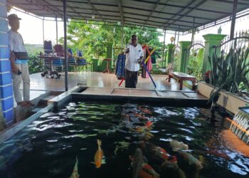 Ampas Sagu Sumber Pakan Potensial Budidaya Maggot