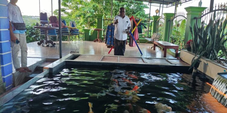 Ampas Sagu Sumber Pakan Potensial Budidaya Maggot