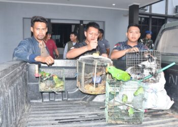 Tim Gabungan TNI AL Kembali Gagalkan Penyelundupan Satwa Dilindungi di Atas Kapal Penumpang