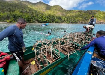 Sinergi Tiga Pilar Pulihkan Ekosistem Pulau Kawei, 100 Reefstar dan 980 Mangrove Ditanam