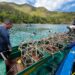 Sinergi Tiga Pilar Pulihkan Ekosistem Pulau Kawei, 100 Reefstar dan 980 Mangrove Ditanam