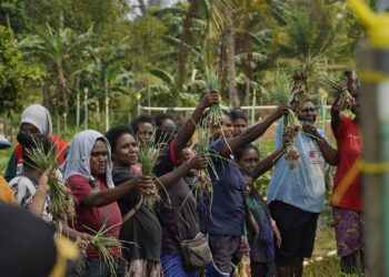 Ukir Sejarah Kemandirian Pangan Papua, Kilang Kasim Dampingi Petani Klayas Sukseskan Panen Raya
