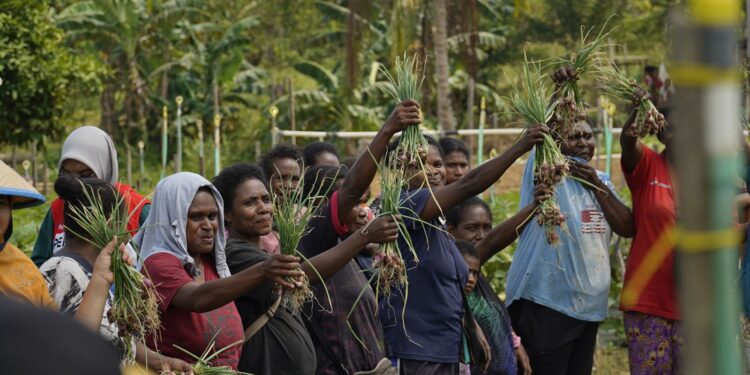 Ukir Sejarah Kemandirian Pangan Papua, Kilang Kasim Dampingi Petani Klayas Sukseskan Panen Raya