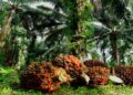 Sarankan Pembahasan Amdal Kelapa Sawit PT PAM Ditunda Sementara