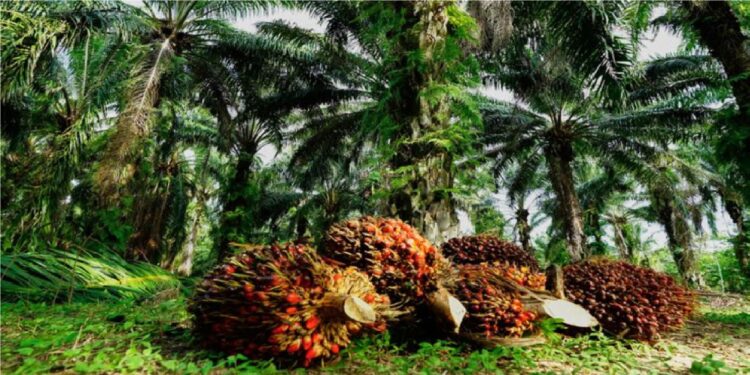 Sarankan Pembahasan Amdal Kelapa Sawit PT PAM Ditunda Sementara