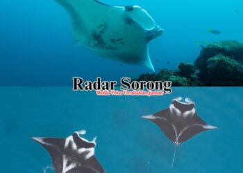 Indonesia Pelopori Manta Impact Bond, Skema Pembiayaan Konservasi Pari Manta Pertama di Dunia