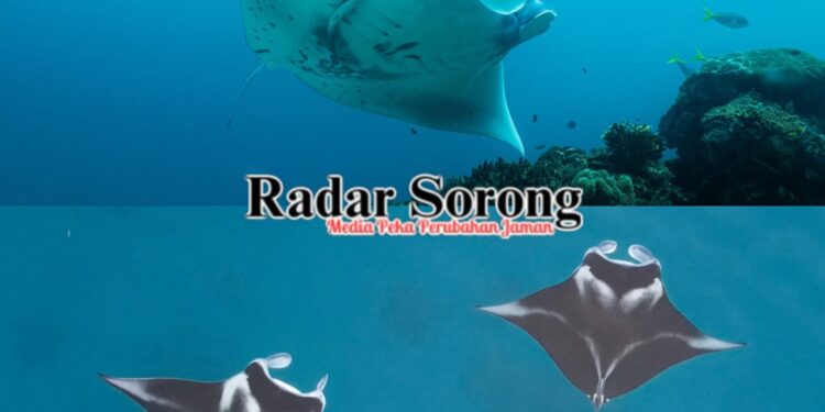 Indonesia Pelopori Manta Impact Bond, Skema Pembiayaan Konservasi Pari Manta Pertama di Dunia